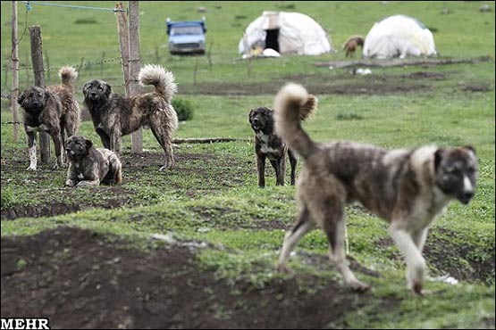 عکسهای زندگی عشایر سردابه