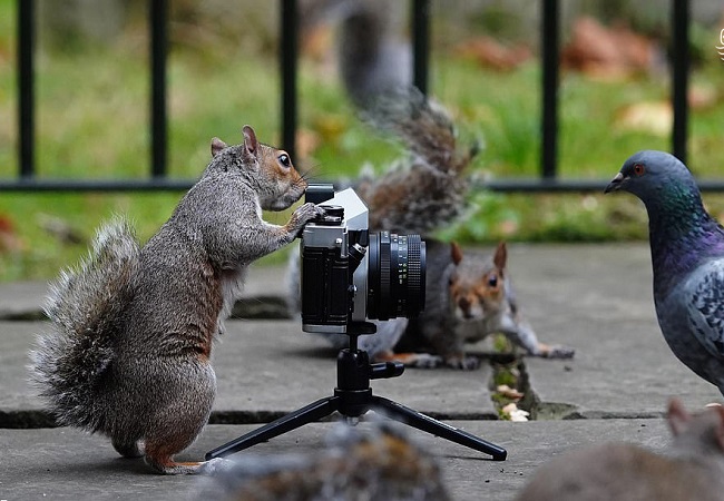 عکاسی سنجاب از کبوترها!  (تصاویر)