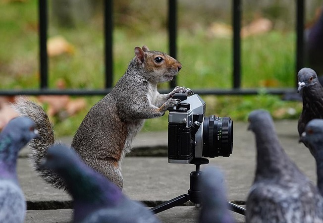 عکاسی سنجاب از کبوترها!  (تصاویر)