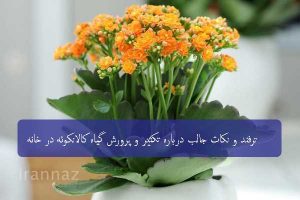 ترفند و نکات جالب درباره تکثیر و پرورش گیاه کالانکوئه در خانه