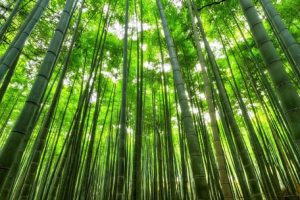 حذف دی اکسید کربن توسط چین با جنگل های فنگ شویی + عکس