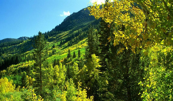 حذف دی اکسید کربن توسط چین با جنگل های فنگ شویی + عکس حذف دی اکسید کربن توسط چین با جنگل های فنگ شویی + عکس