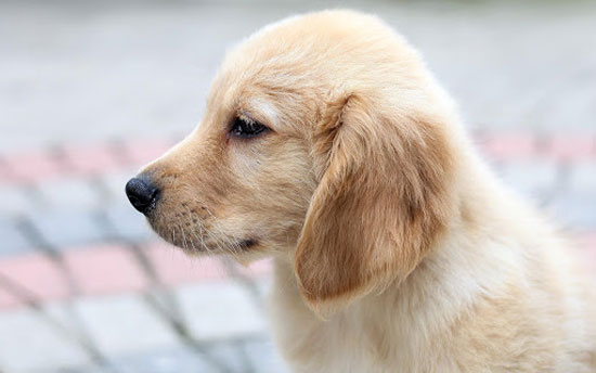تصاویر جذاب و دیدنی از زیباترین سگ هایی که تا به حال دیدید