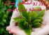 عکس تبریک روز روانشناس و متن تبریک روز مشاور 9 اردیبهشت