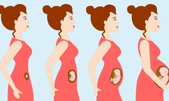 گیاهان دارویی مضر برای جنین و مواد غذایی مفید برای رشد آن