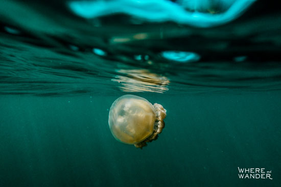 عکس های سلفی دیدنی و جالب با عروس دریایی در اعماق دریا