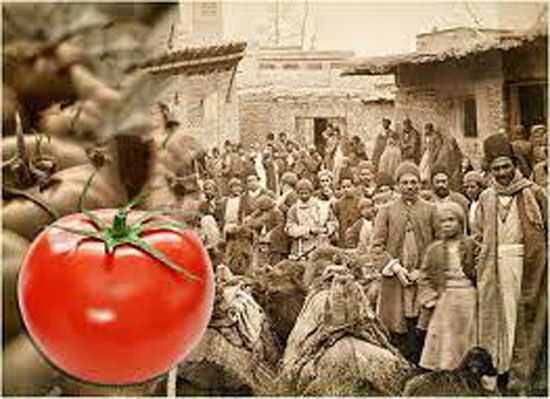 آیا میدانید گوجه فرنگی از چه زمانی وارد ایران شد؟