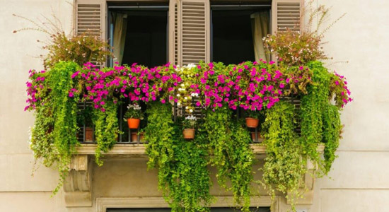 خرید و معرفی ۵ گل آپارتمانی رونده که تا ثریا می‌رویند