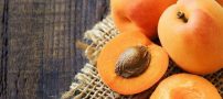 عوارض عجیب خوردن هسته زرد آلو