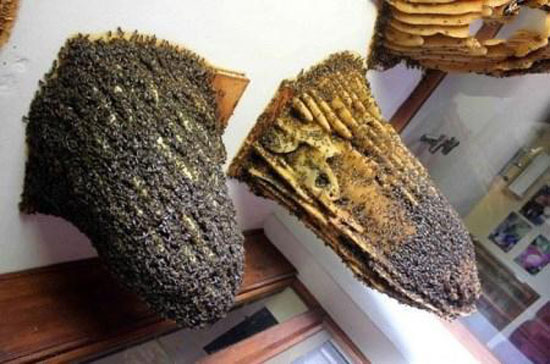 عکس های جالب از موزه کندوی زنبور عسل