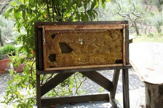 عکس های جالب از موزه کندوی زنبور عسل