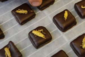 تزئین جالب شکلات ها با حشرات موذی مثل ملخ