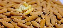 شرایط کاشت و نگهداری چلغوز +آموزش