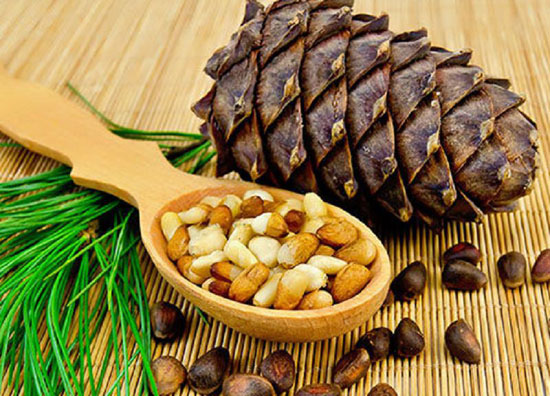 شرایط کاشت و نگهداری چلغوز +آموزش شرایط کاشت و نگهداری چلغوز +آموزش