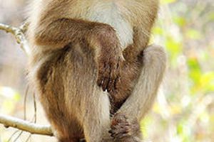 پولدار ترین میمون دنیا را بشناسید + عکس