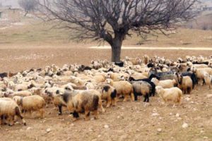 خواستگاری در طویله به شیوه ای با مزه + عکس