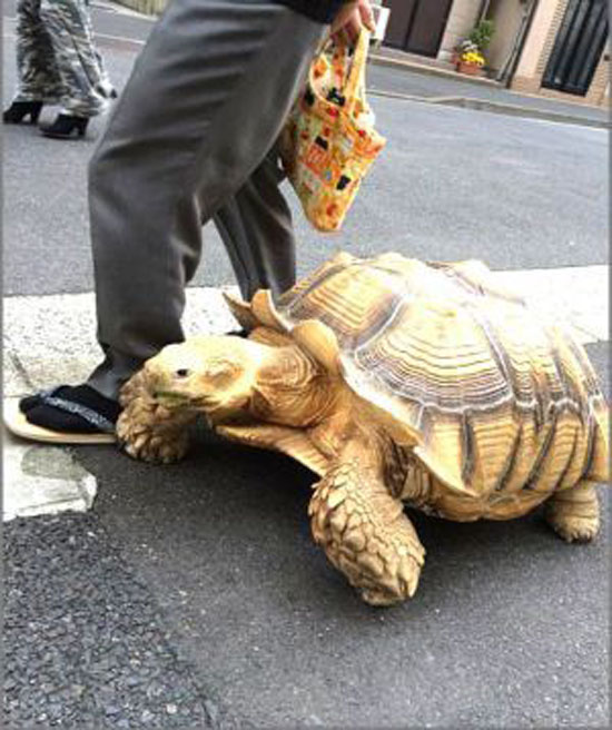 لاکپشت غول پیکری که با صاحبش به پیاده روی میرود + عکس