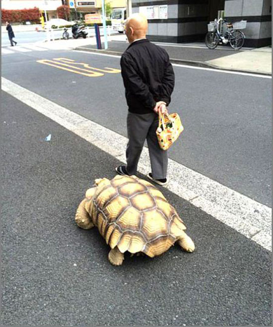 لاکپشت غول پیکری که با صاحبش به پیاده روی میرود + عکس