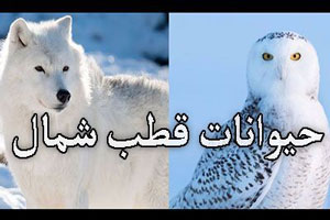 نکات جالب درباره حیوانات قطب شمال که باید بدانید