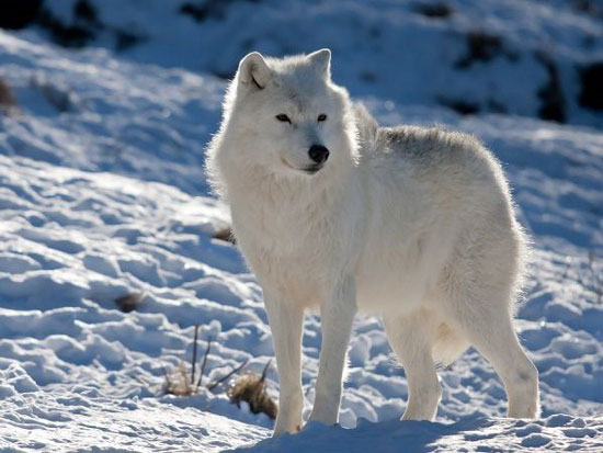 نکات جالب درباره حیوانات قطب شمال که باید بدانید