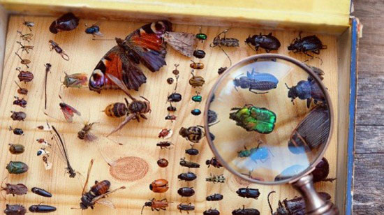 مطالب جالب و خواندنی درباره زندگی حشرات