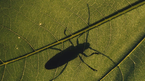 مطالب جالب و خواندنی درباره زندگی حشرات