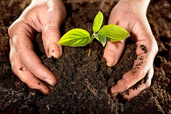 چگونه از پوست تخم مرغ برای کود گیاهی استفاده کنیم؟