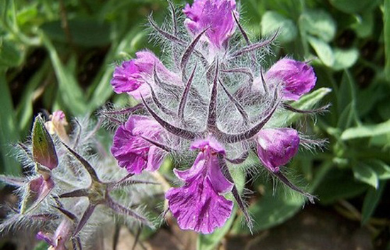 خواص شگفت انگیز چای کوهی و تاثیرش بر سلامت بدن خواص شگفت انگیز چای کوهی و تاثیرش بر سلامت بدن