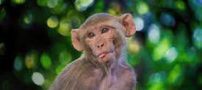 میمونی قاتل که به طرز عجیبی یک آدم کش حرفه ایست + عکس