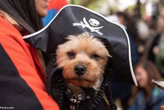 عکس های جالب و دیدنی از رژه سگ‌های هالووینی