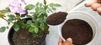 همه چیز درباره تقویت خاک گلدان و باغچه | تقویت خاک برای رشد بهتر گل و گیاه