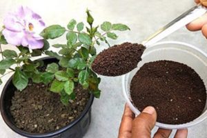 همه چیز درباره تقویت خاک گلدان و باغچه | تقویت خاک برای رشد بهتر گل و گیاه