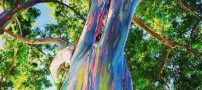 عکس های دیدنی تنه درختان جالب و عجیبی که رنگین‌ کمان می شوند