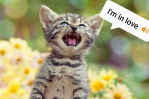 اپلیکشن جالب و باحال که صدای گربه‌ها را ترجمه می‌کند