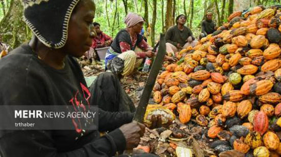 برداشت کاکائو در کامرون | عکس های جالب و دیدنی از برداشت کاکائو