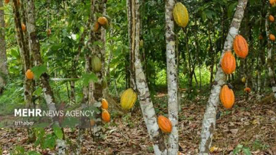 برداشت کاکائو در کامرون | عکس های جالب و دیدنی از برداشت کاکائو