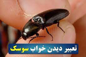 همه چیز درباره دیدن سوسک در خواب|تعبیر خواب سوسک