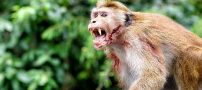 جنگ تمام عیار و مرگبار بین سگ‌ها و میمون‌های انتقام‌جو + عکس