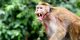 جنگ تمام عیار و مرگبار بین سگ‌ها و میمون‌های انتقام‌جو + عکس