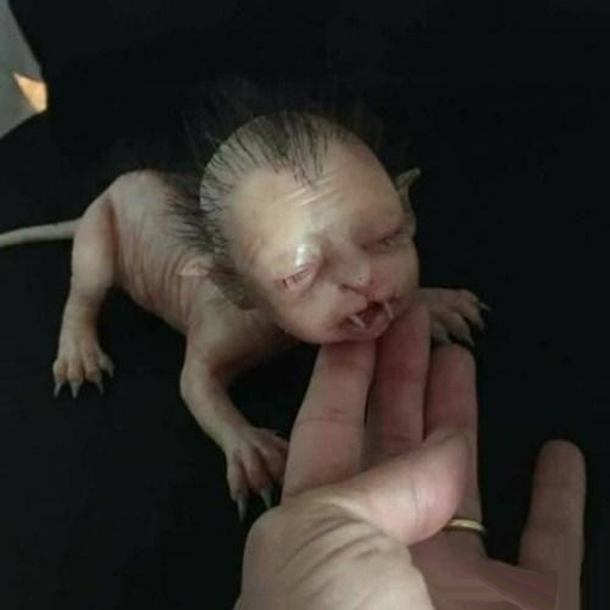 نوزاد عجیب الخلقه ای با آناتومی بدن و صورت شبیه گربه سانان! (تصاویر 18+)