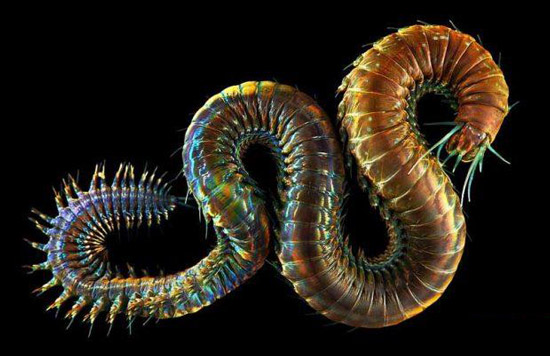 عکس های حیرت انگیز موجودات عجیب کشف شده اعماق دریاها
