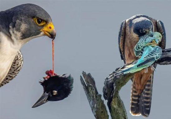 خارق العاده ترین عکس های دیدنی ثبت شده از شکار در حیات وحش