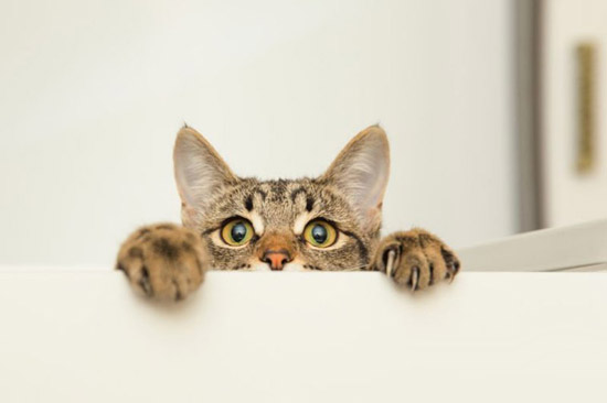 دلیل ترس گربه ها از خیار | چرا گربه‌ها از خیار می‌ترسند؟
