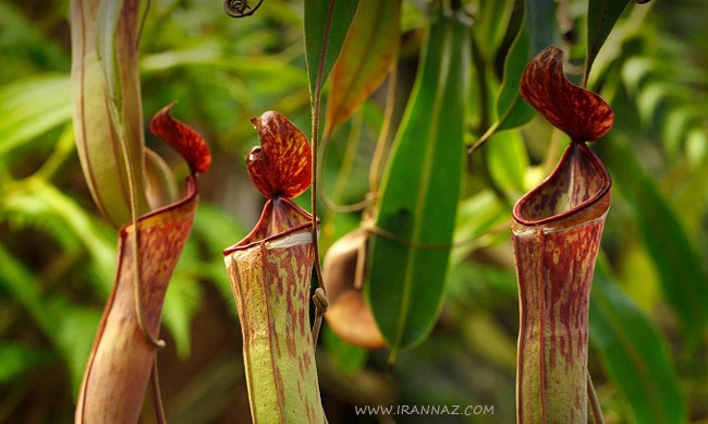 عکسهای زیبا و در عین حال عجیب ترین گل های دنیا عکسهای زیبا و در عین حال عجیب ترین گل های دنیا