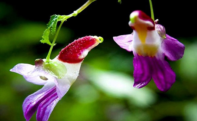 عکسهای زیبا و در عین حال عجیب ترین گل های دنیا عکسهای زیبا و در عین حال عجیب ترین گل های دنیا