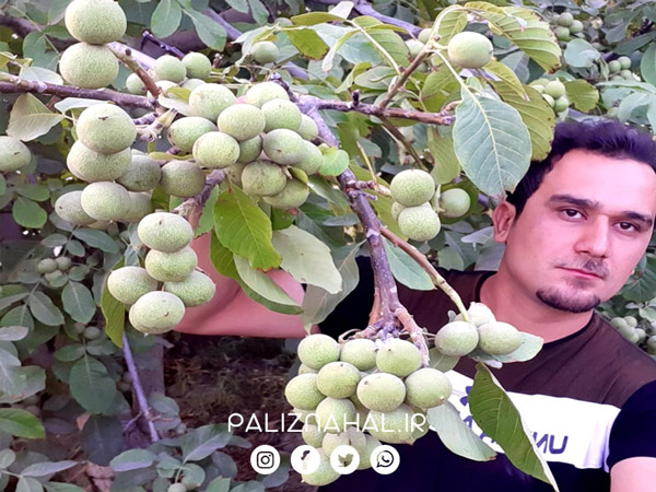 رمز و راز میلیاردی با خرید نهال گردو پیوندی از پالیز نهال