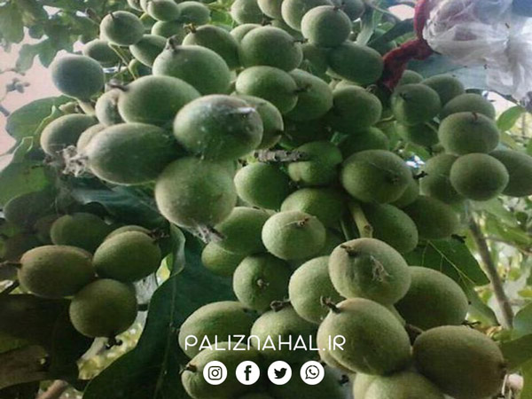 رمز و راز میلیاردی با خرید نهال گردو پیوندی از پالیز نهال