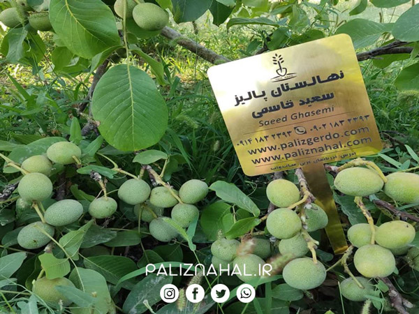 رمز و راز میلیاردی با خرید نهال گردو پیوندی از پالیز نهال