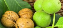 رمز و راز میلیاردی با خرید نهال گردو پیوندی از پالیز نهال