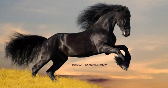 کدام حیوان را در اولین نگاه می بینید؟ (تست روانشناسی) کدام حیوان را در اولین نگاه می بینید؟ (تست روانشناسی)